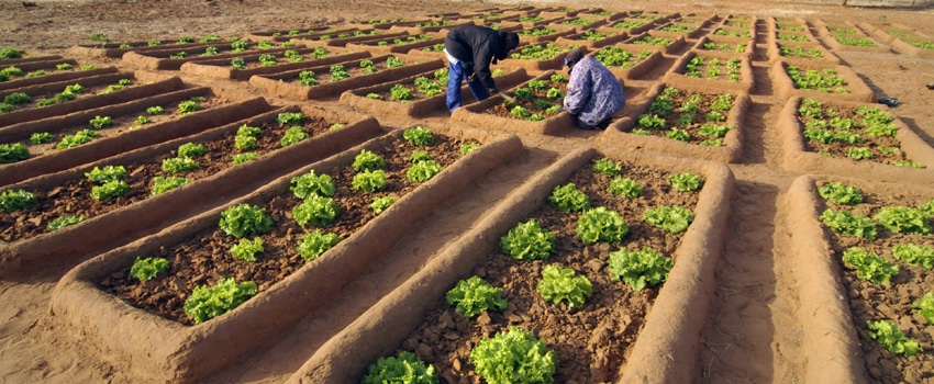 Champ agroécologie au Burkina Faso initié par Pierre Rabhi